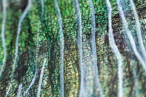 Détail : lignes blanches et grises du tronc, comme des fibres.