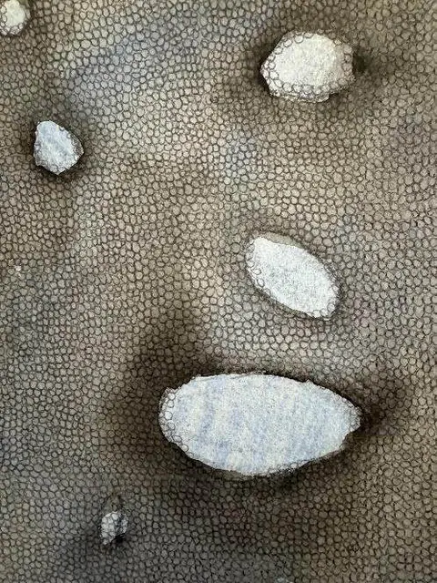 Détail : galets blancs sur une texture de petites cellules dessinées.
