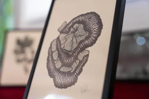 Gros plan sur un dessin encadré : une graine ouverte dessinée en lignes concentriques.