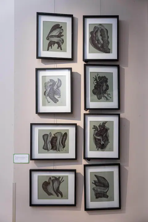 Huit dessins encadrés de noir : formes de bulbes et de graines sur fond vert-de-gris.