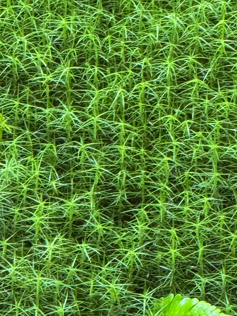 Gros plan sur une mousse vert vif, en petites étoiles.
