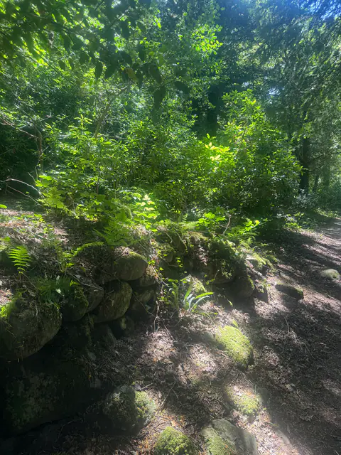 Sous-bois lumineux et fougères.
