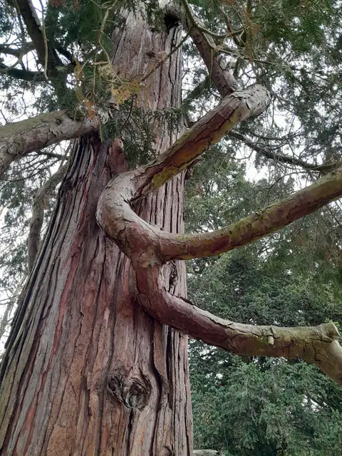 Tronc rouge d'un grand conifère aux branches courbées.