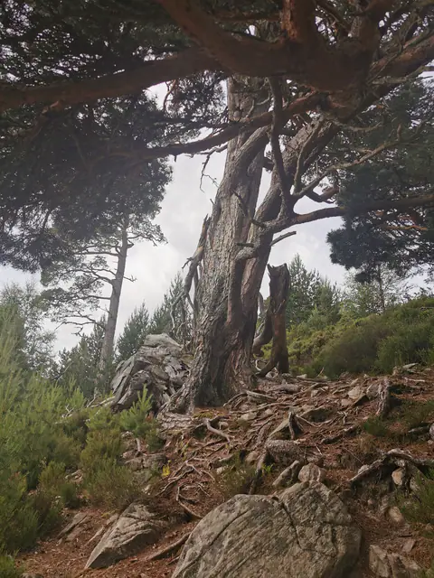 Pins sur un sol de racines et de rochers.