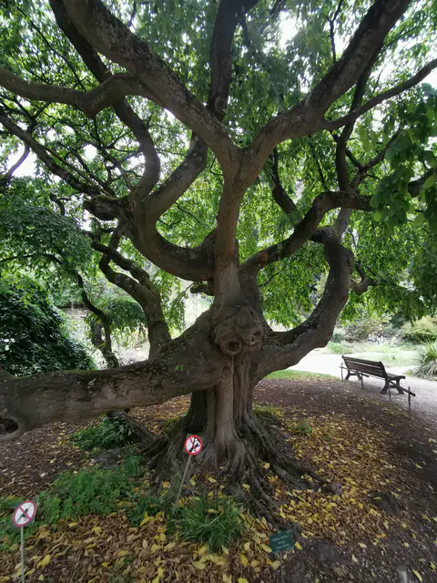 Arbre aux branches tortueuses étalées au-dessus d'un jardin.