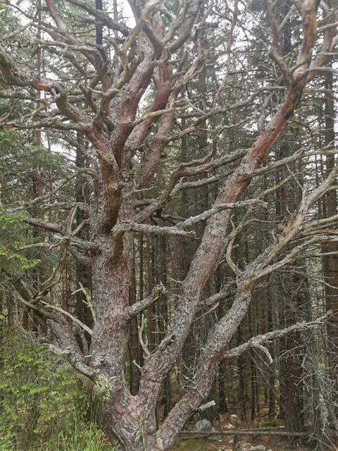 Arbres dénudés aux branches enchevêtrées.