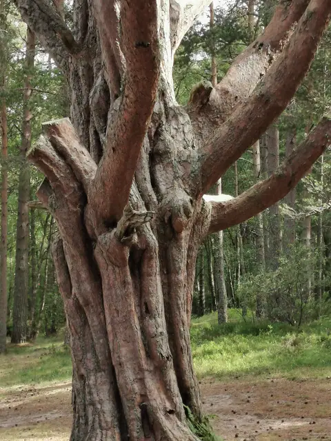 Grand tronc aux branches multiples dans une forêt.