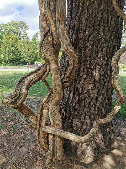 Lianes enroulées autour d'un tronc, dans un parc.